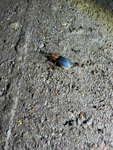 Bombardier Beetles