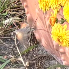 Eurasian Hummingbird Hawkmoth