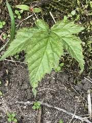 Rubus pubescens