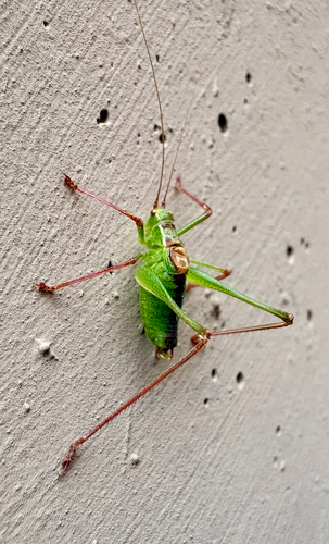Speckled Bush-cricket