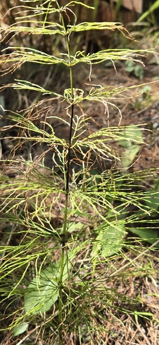 wood horsetail