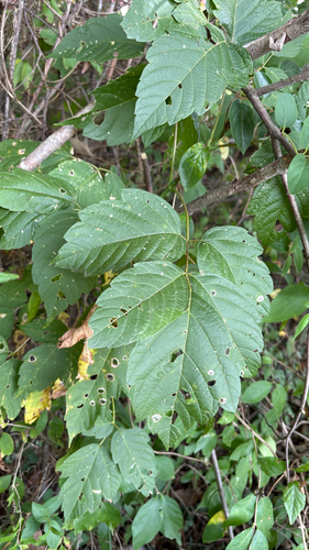 box elder
