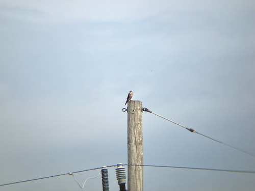American Kestrel