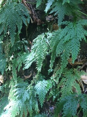Selaginella flabellata