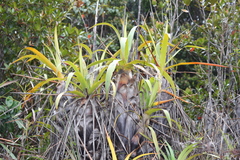 Brocchinia acuminata