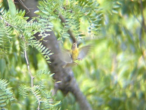 Nashville Warbler