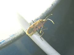 Physopelta quadriguttata