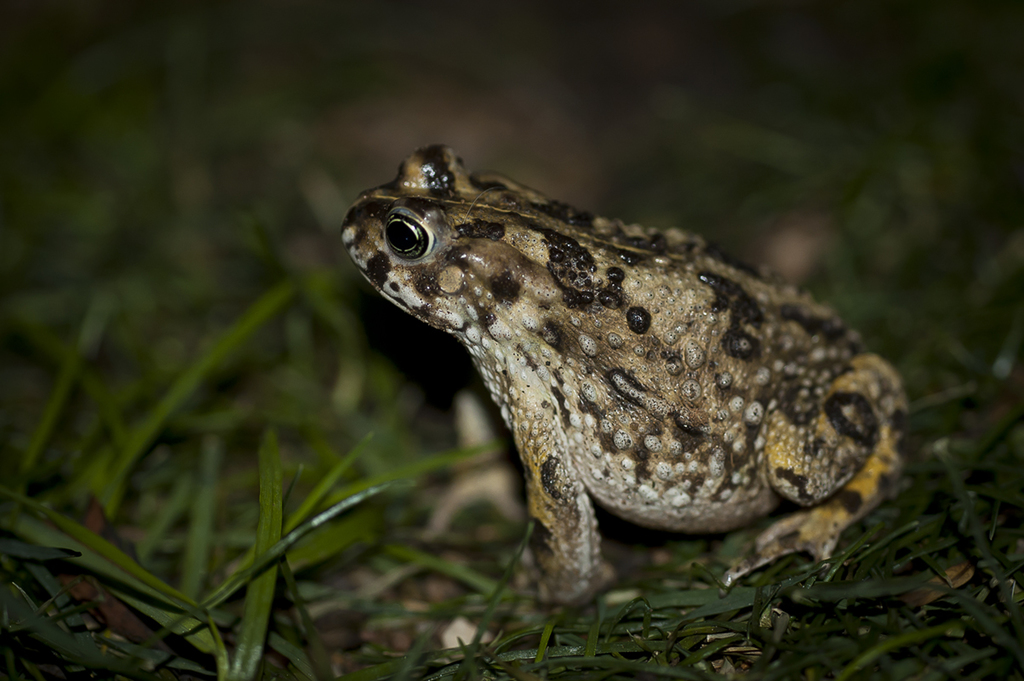 Sand Toad