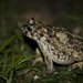 Sand Toad - Photo (c) Oswald, some rights reserved (CC BY-NC), uploaded by Oswald