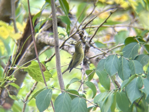 Tennessee Warbler