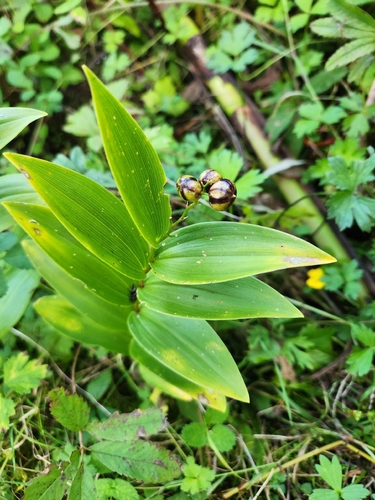 star-flowered lily-of-the-valley