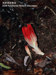 Etlingera