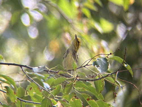 Black-throated Green Warbler