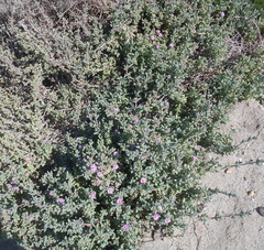 Ruschieae