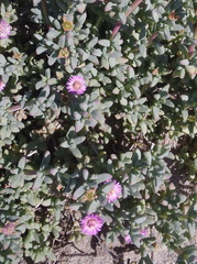 Ruschieae