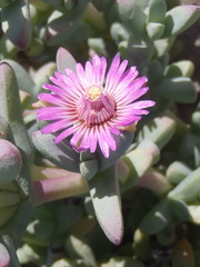 Ruschieae