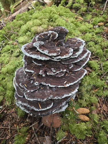 Phaeolus hispidoides