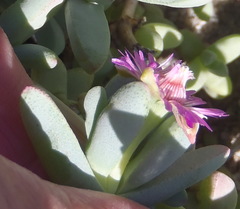 Ruschieae