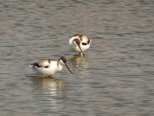 iNaturalist image
