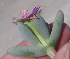 Ruschieae