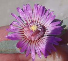 Ruschieae