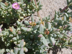 Ruschieae