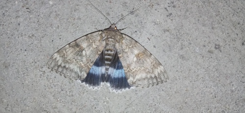 Blue Underwing