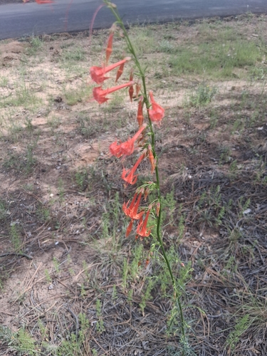Scarlet Gilia