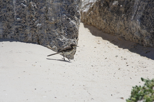 iNaturalist: (c) gemdboss, some rights reserved (CC BY-NC) iNaturalist image
