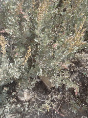 Exomis microphylla