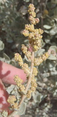 Exomis microphylla