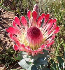 Protea eximia