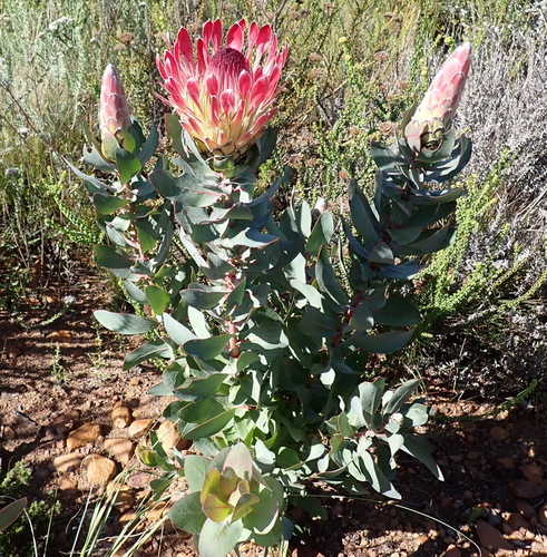 Protea eximia, photograph 3