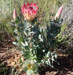 Protea eximia, photograph (c) Nicola van Berkel, some rights reserved (CC BY-SA)