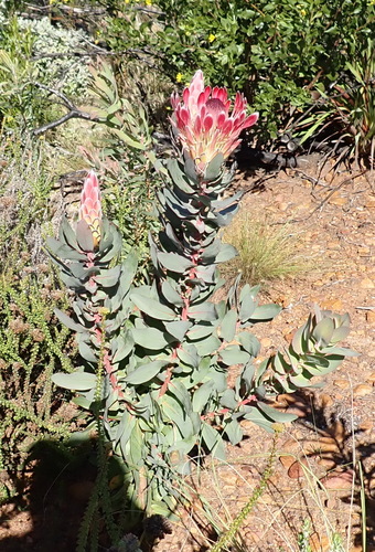 Protea eximia, photograph 5