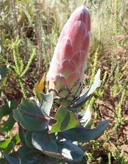 Protea eximia, photograph (c) Nicola van Berkel, some rights reserved (CC BY-SA)