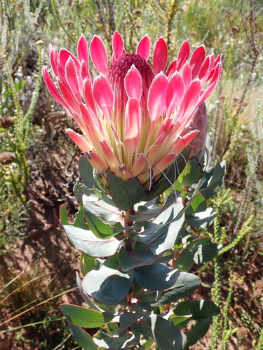 Protea eximia, photograph 4