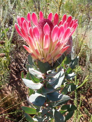 Protea eximia, photograph (c) Nicola van Berkel, some rights reserved (CC BY-SA)