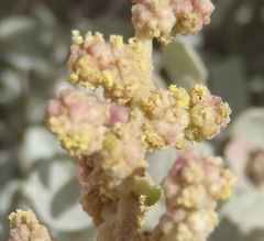 Exomis microphylla