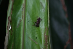 Sphenocorynes kosempoensis