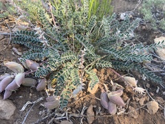 Astragalus tephrodes