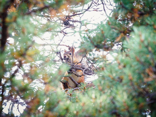 Eurasian Red Squirrel
