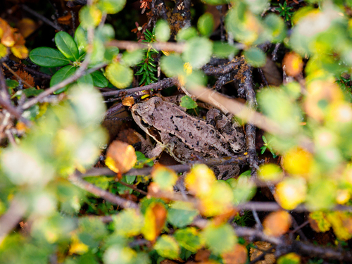 European Common Frog