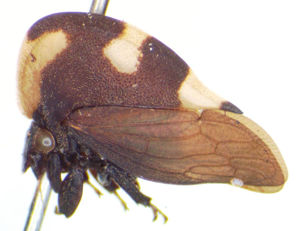 Membracis peruviana