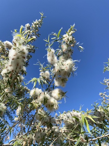iNaturalist observation photo of Goodding's willow