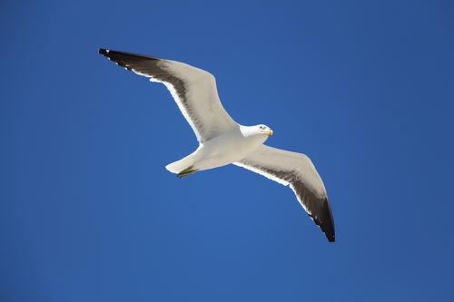 iNaturalist: (c) gemdboss, some rights reserved (CC BY-NC) iNaturalist image