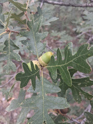 Gambel Oak