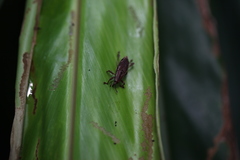 Sphenocorynes kosempoensis