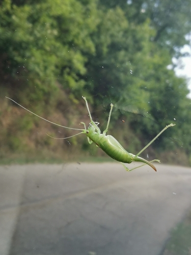 Southern Oak Bush-cricket