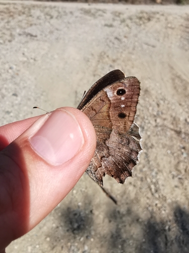 Tree Grayling
